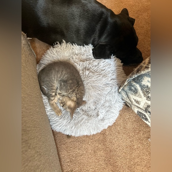 📣LIKE THIS LISTING TO GET NOTIFICATIONS WHEN I GO LIVE 📣 - Picture 6 of 7